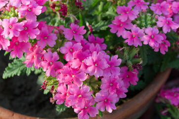 Fototapeta na wymiar Pink Verbena Flowers