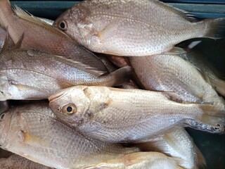fresh fish sold in Indonesian traditional markets
