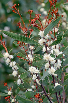 Creamy white flowers of the Australian native Finger Hakea, Hakea dactyloides, family Proteaceae. Endemic to NSW with small populations in southeast Queensland. Spring and summer flowering