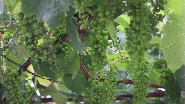 Parreiral com uvas verdes na chuva