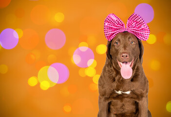 Portrait of a Chesapeake Bay Retriever dog with a large Christmas bow on an elegant background in...