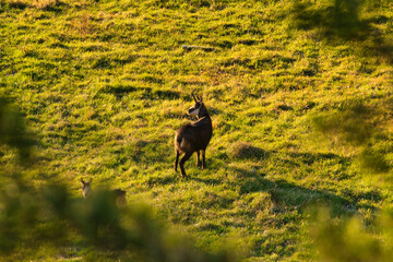 Die G&auml;mse am fr&uuml;hen Morgen