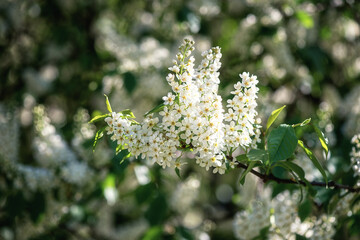 Natural floral background, blossoming of Bird Cherry tree (Prunus padus) white flowers in spring sunny garden. Macro image with copy space suitable for wallpaper or cover