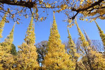 Fototapeta premium yellow-colored ginkgo tree leaves in Tokyo