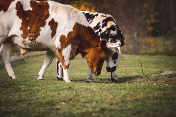 Cows of New England