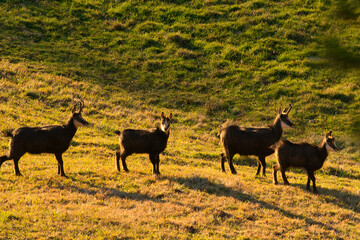 Die G&auml;mse am fr&uuml;hen Morgen