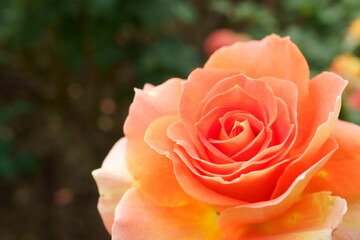 Close-up of a beautifully blooming rose named 