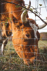 Cows of New England
