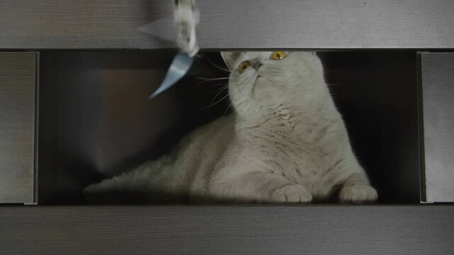 Big fluffy and playful cat playing with a toy at home. Cat playing and hunting.