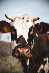 Cows of New England