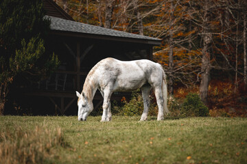 Obraz na płótnie Canvas Draft Horses of New England