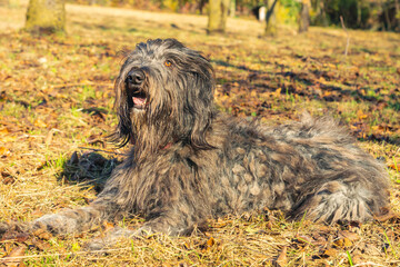 Joyous young female Bergamasco Shepherd dog with black coat is seen on an autumn day outside in a...