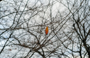 the last leave  on the tree 