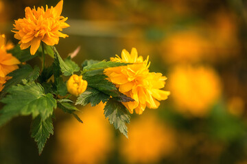 Natural floral background, blossoming of decorative japanese kerria terry yellow flowers in spring sunny garden. Macro image with copy space suitable for wallpaper or cover