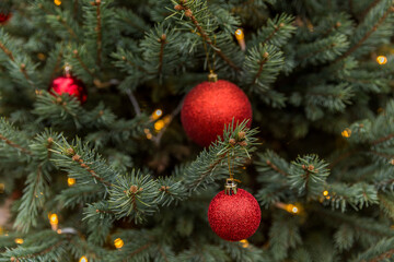 red christmas ball on fir branch