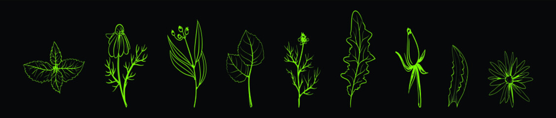 set of herbs cartoon icon design template with various models. vector illustration isolated on black background