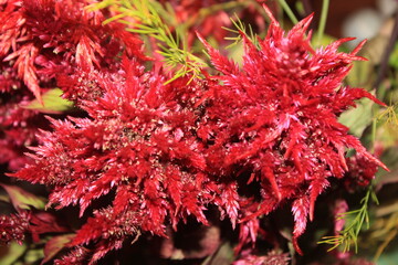 Indoor red flower