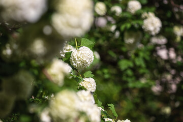Natural floral background, blossoming of snowball viburnum opulus (Byldonezh, Roseum or boule de neige) white flowers in spring sunny garden. Macro image with copyspace suitable for wallpaper or cover