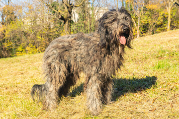 Joyous young female Bergamasco Shepherd dog with black coat is seen on an autumn day outside in a park in northern Italy, Europe.