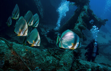 Fototapeta premium School of batfish, shipwreck and divers.