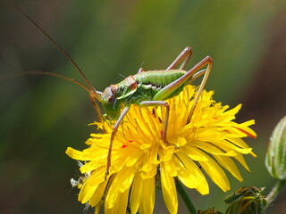Armoured Ground-Cricket (Steropleurus pseudolus)