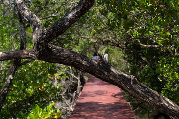 Large branch blocking the walkway On the red bridge.. Visit the mangrove forest. At Mangrove forest Sa-Lak-Phet Baan Na Nai Koh Chang Trat of Thailand.