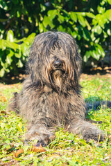 Joyous young female Bergamasco Shepherd dog with black coat is seen on an autumn day outside in a park in northern Italy, Europe.