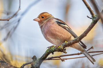 Buchfink im Sonnenschein