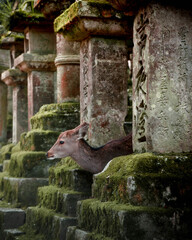 Lanterns with a deer