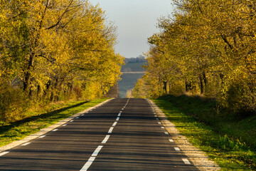 Fototapeta na wymiar Beautiful road in the beautiful trees. A country road in the fall. Autumn in the park. Empty race track.