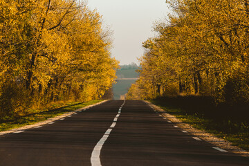 Beautiful road in the beautiful trees. A country road in the fall. Autumn in the park. Empty race track.