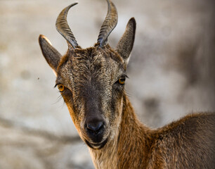 The head of a beautiful mountain goat with small horns