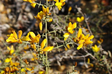 Wildflower (Stauracanthus genistoides)