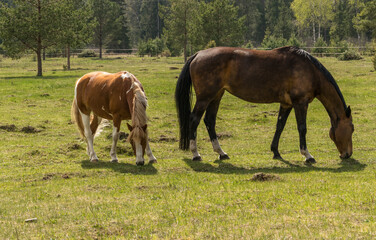 Naklejka na ściany i meble A mare and foal graze in a meadow on a sunny spring day.