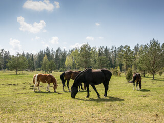 Naklejka na ściany i meble Group of horses graze in the meadow.