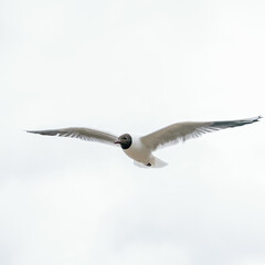 Fototapeta premium One seagull flies beautifully, spreading its wings