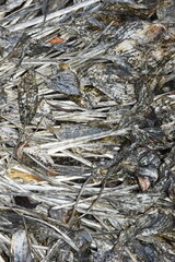 Withered hosta plant leaves rotting on the ground in autumn