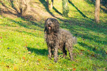 Joyous young female Bergamasco Shepherd dog with black coat is seen on an autumn day outside in a...