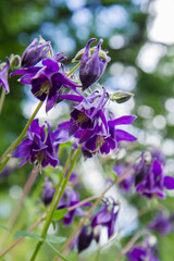 European columbine (Aquilegia vulgaris) blooming in a garden, seen upwards