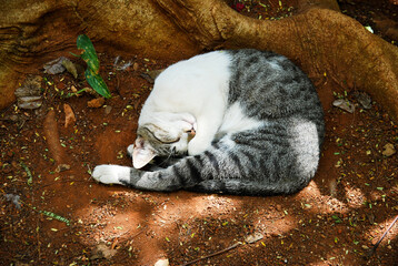 Kot śpiący na ziemi zwinięty w kłębek.