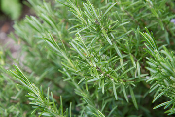 Rosemary (Salvia rosmarinus) plant growing in a garden