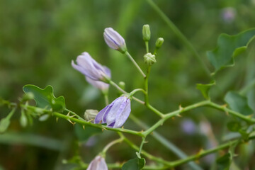 Solanum trilobatum flower are blooming in the forest