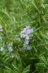 Rosemary (Salvia rosmarinus) plant growing in a garden