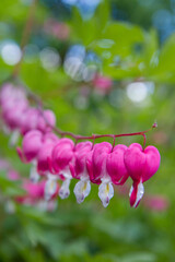 The bleeding heart (Dicentra spectabilis) plant blooming in a garden