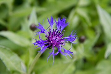 Centaurea flower blooming in close up
