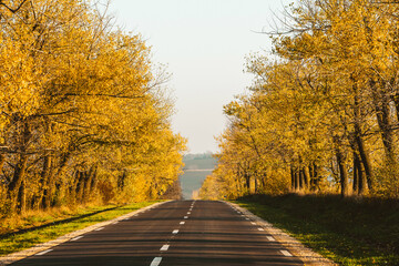 Obraz premium Beautiful road in the beautiful trees. A country road in the fall. Autumn in the park. Empty race track.