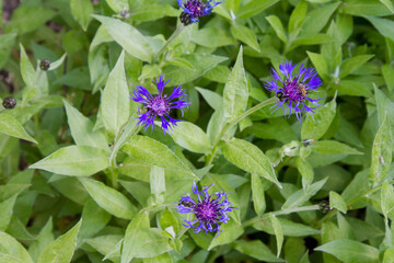 Centaurea flower blooming in close up