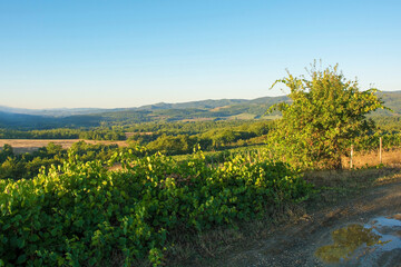 Naklejka premium Dawn lighting as the sun rises over the late summer landscape near Murlo, Siena Province, Tuscany, Italy 