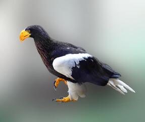 Bald Eagle's confident gait