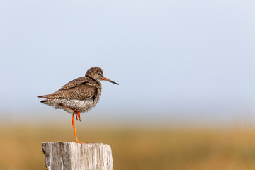 Redshank (Tringa totanus) sitting on a fence post at the salt marshes on the East Frisian island Juist, Germany.